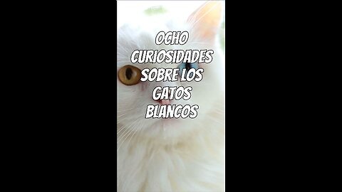 8 curiosidades sobre los gatos blancos