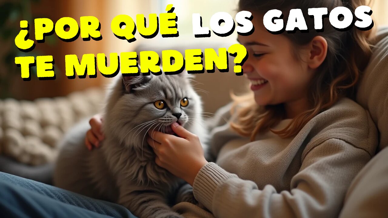 ¿Por Qué Los Gatos Te Muerden?
