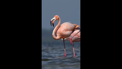 The Flamingo wading