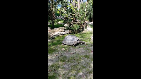 Tortoise Eats