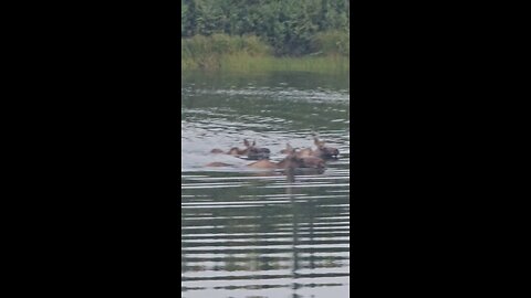 momma moose and babies