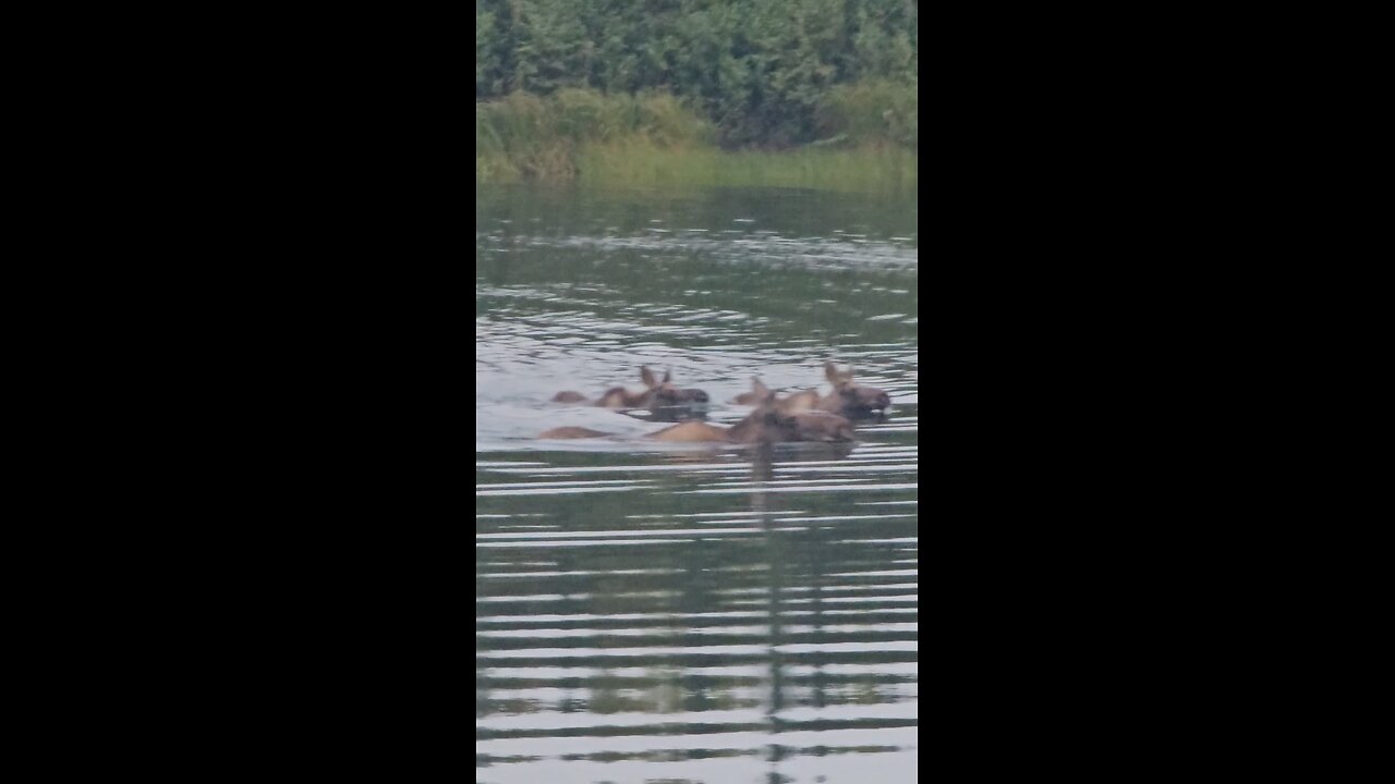 momma moose and babies