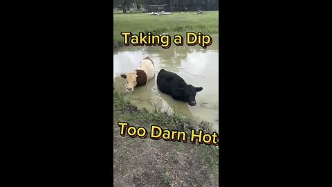T-Bone and Rosie the mini cows are escaping the summer heat!