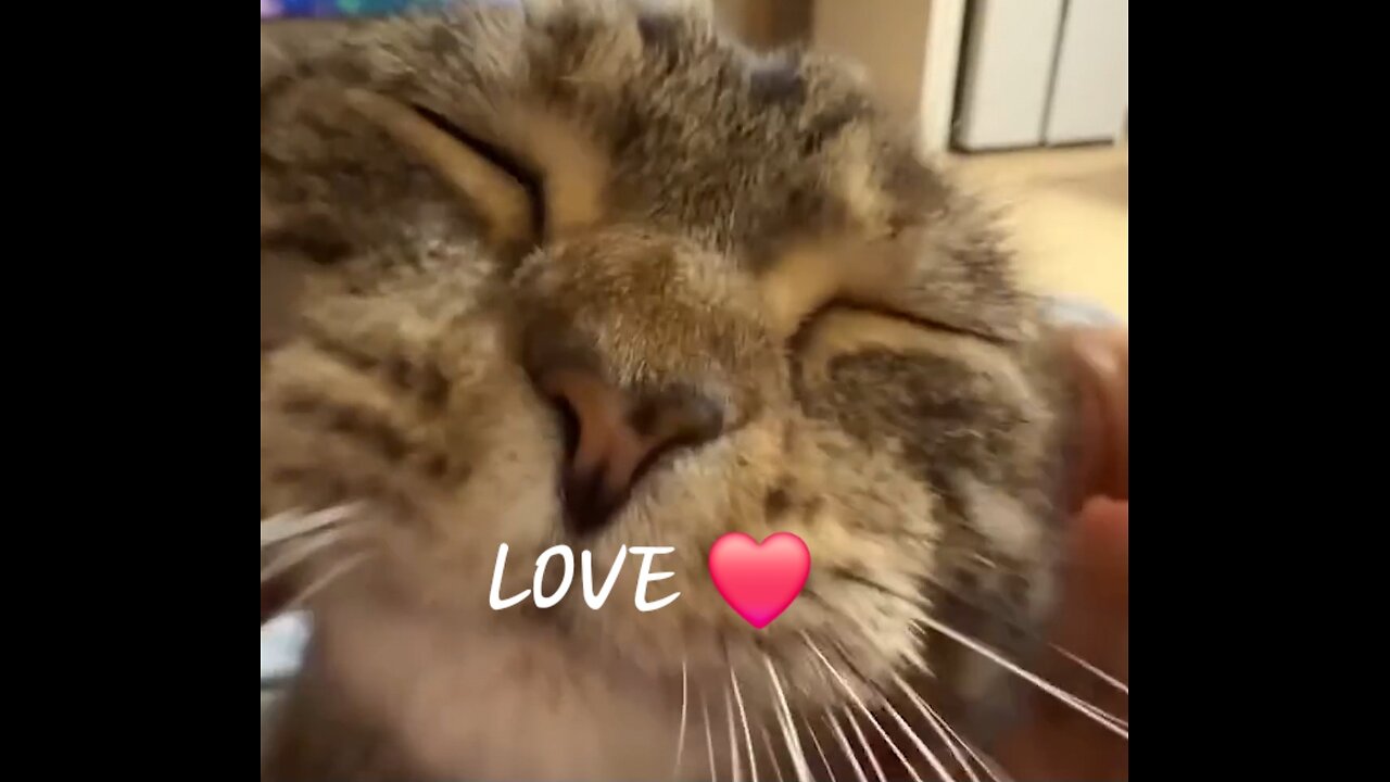 Funny cute cats video