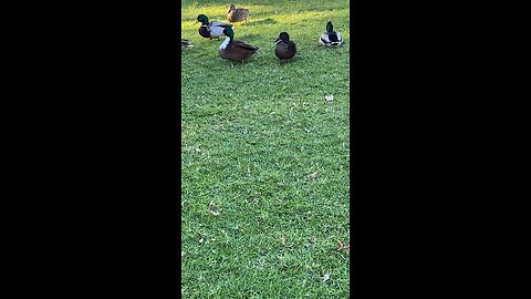 Mallard Ducks 🦆 #mallardducks #followme #shorts #viral #trending #ducks #duck
