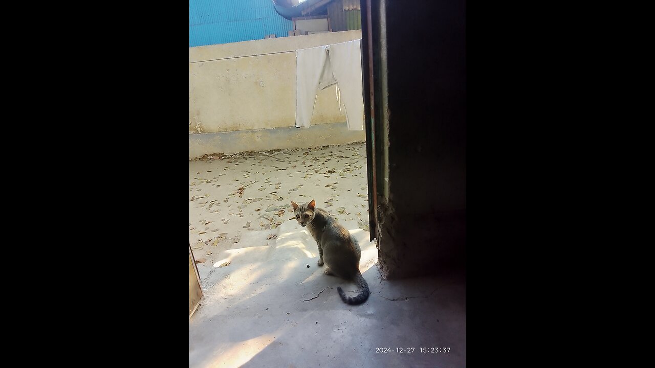 I asked my cat where the 'shadow' was? AQZ JC