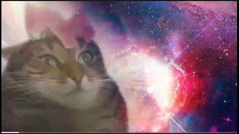 The prophecy cat