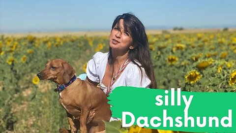 Silly Dachshund Instagram Funny Videos | Cute dachshund Try Not To Laugh Videos Compilation