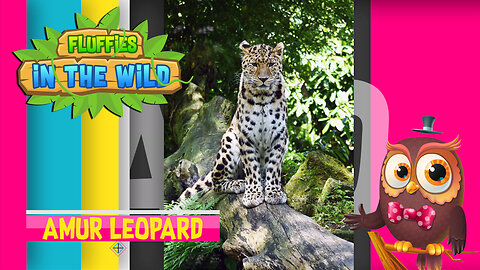 Fluffies in the Wild - Amur Leopard