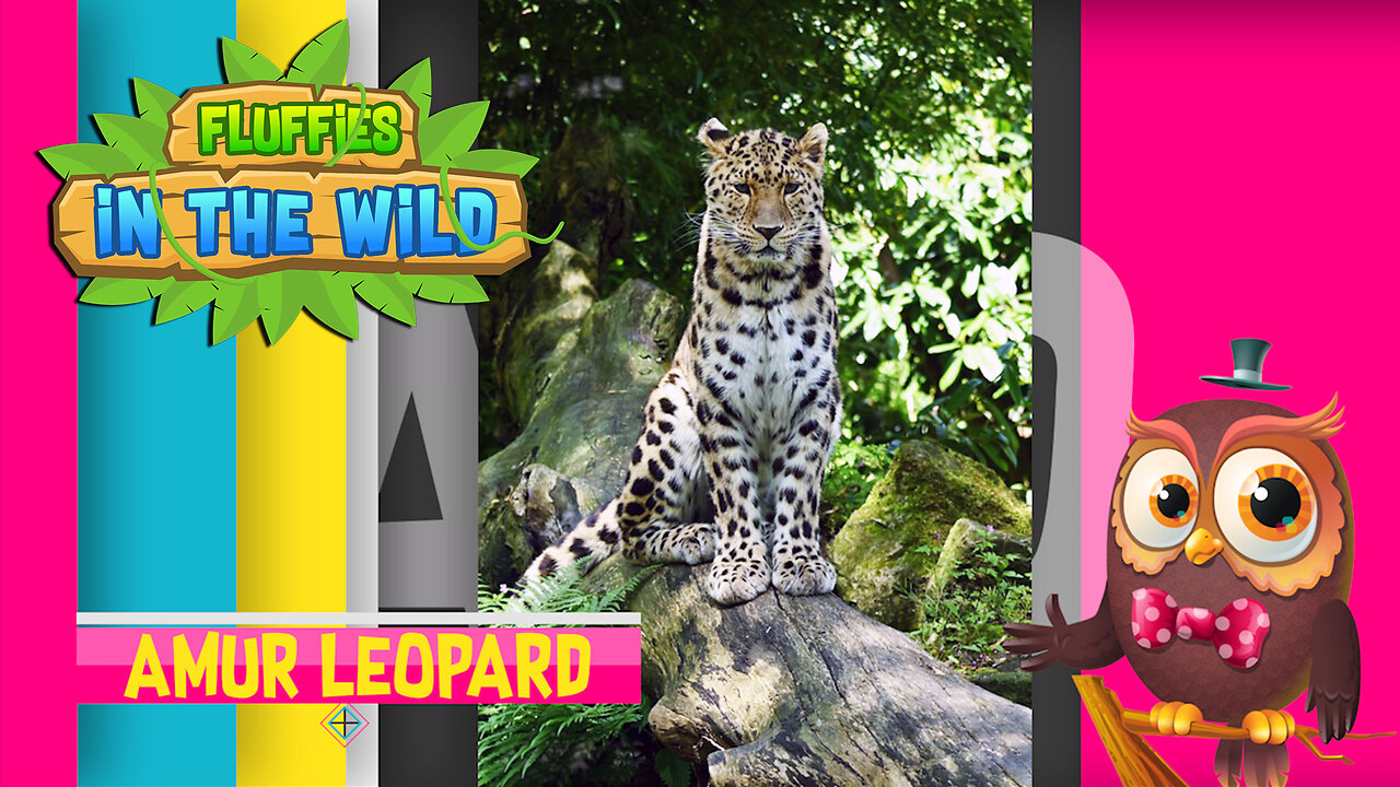 Fluffies in the Wild - Amur Leopard