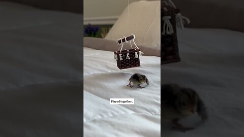 The guy thought he was saving the chicken and that turned out to be