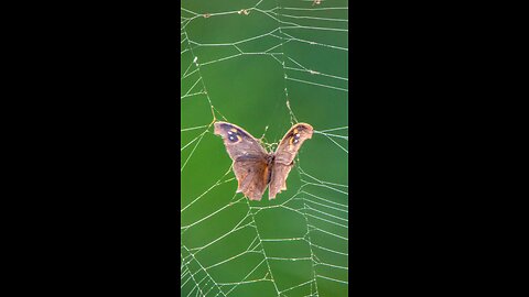 Sin Looks Like Freedom — Until the Chains Appear