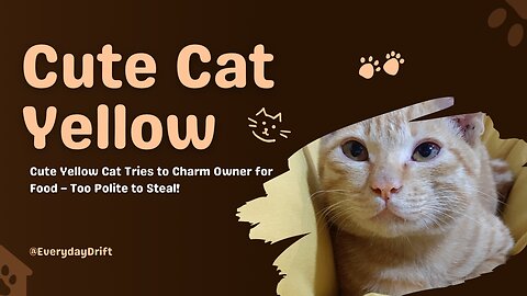 Cute Yellow Cat Tries to Charm Owner for Food – Too Polite to Steal!