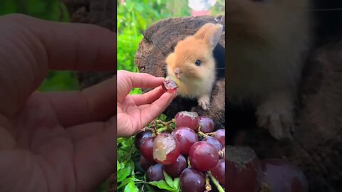 Rabbit eats rose-scented grapes Cute pet debut plan Rabbit Rural cute pet