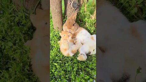The little rabbit snuggles up to his mother. Cute Things Project. Rabbit. Cute little pet in the