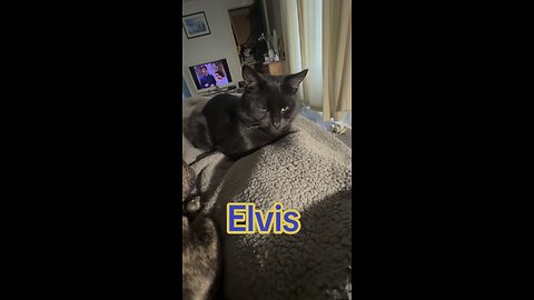 Elvis the pussy cat