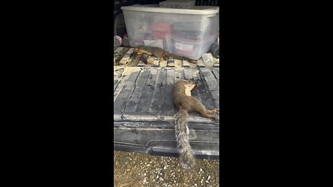 How to Clean a squirrel