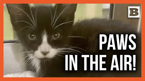 “The Cat Decides You’re Getting a Warning”: Tiny Kitten Rescued from Road During Traffic Stop
