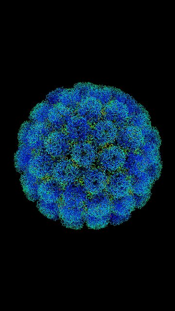 SV40 (Simian Virus 40) is a viral DNA sequence known for its ability to integrate,