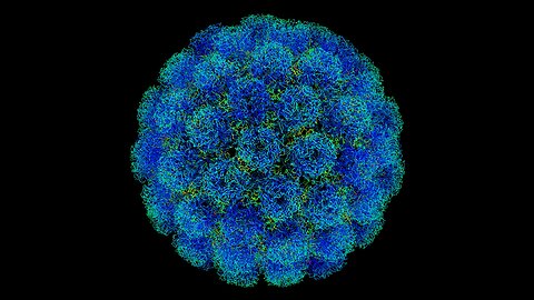 SV40 (Simian Virus 40) is a viral DNA sequence known for its ability to integrate,