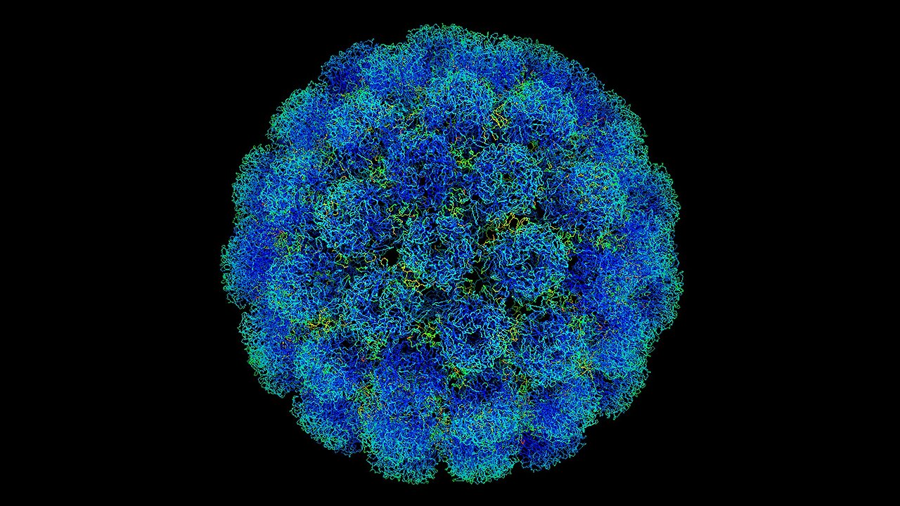 SV40 (Simian Virus 40) is a viral DNA sequence known for its ability to integrate,