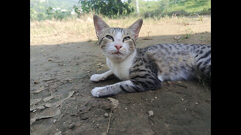 I love my cat 🥰