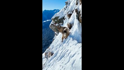 goat in action