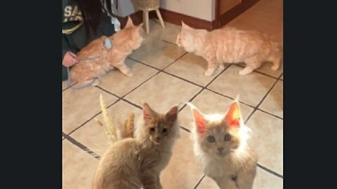 Maiene Coon Two brothers Olaf and Pasha first meeting after 7 months, we watched it like football