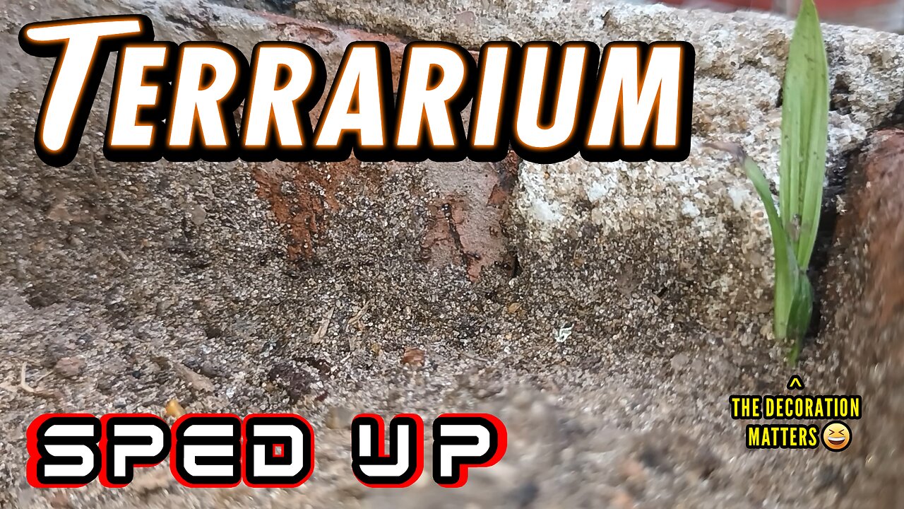 ASMR | The march of the tiny ants, doing God knows what - Sped up