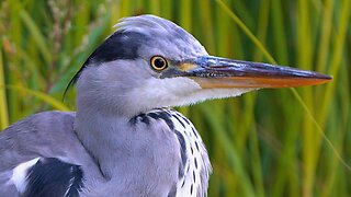 One Year Old Grey Heron Close-up Video Portrait