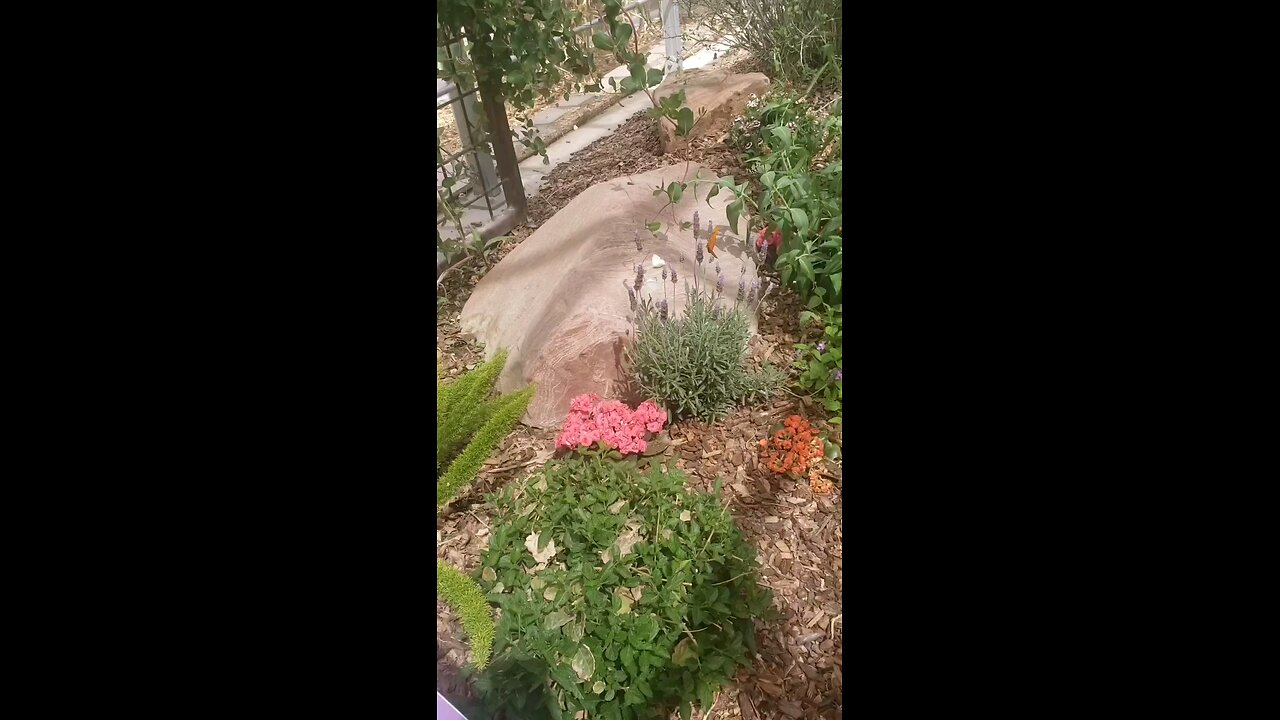 Butterfly 🦋 Habitat.