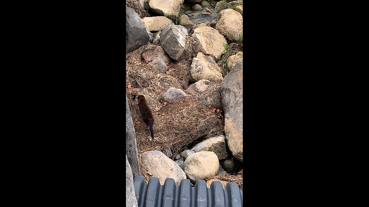 More Mink Stealth Action