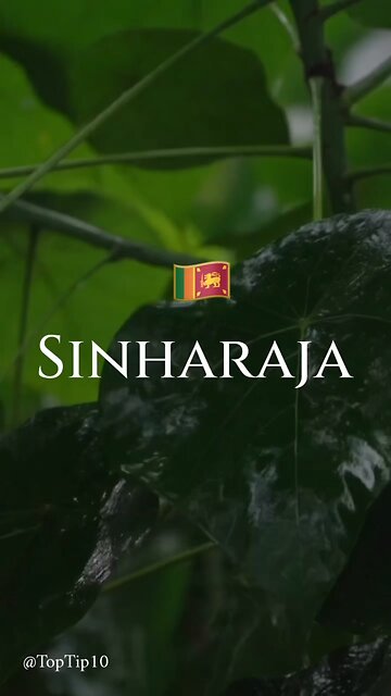 The magic of Sinharaja Rainforest 🌿✨