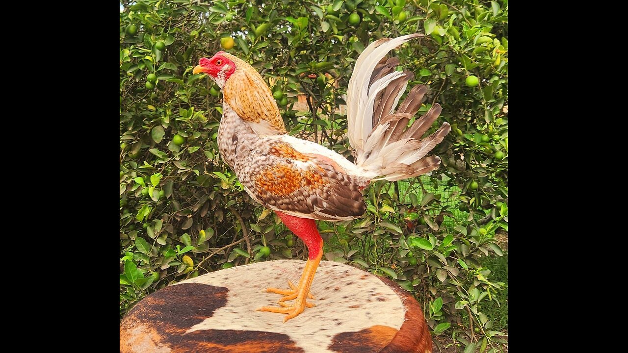 aves