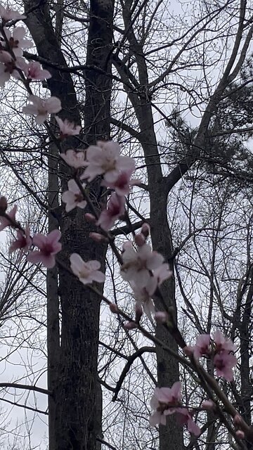 Going to be a great peach crop this year