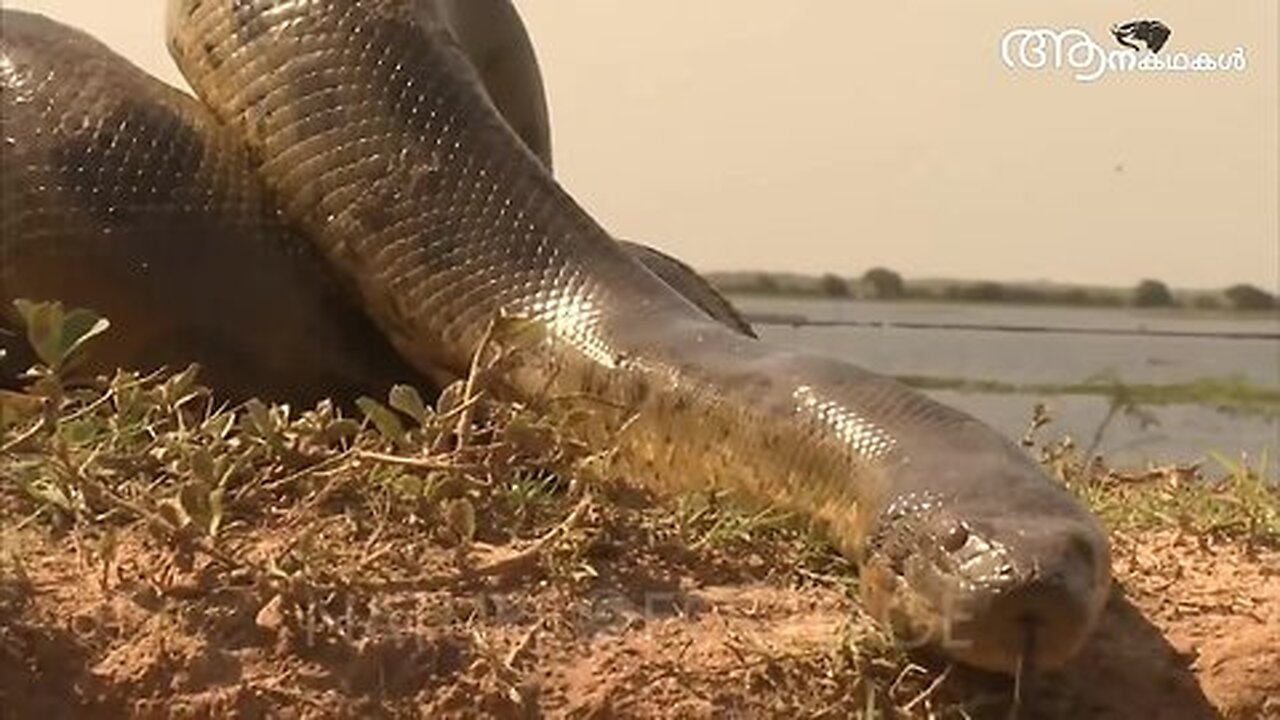 ലോകത്തിലെ ഏറ്റവും വലിയ പാമ്പിനെ കണ്ടെത്തി _ Largest anaconda in the world