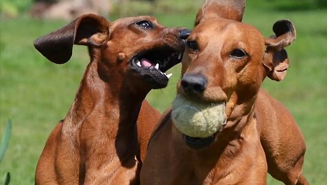 mini sausage dogs Funny videos compilation