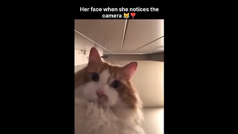 Certified Silly Fluffballs: Cats Who Forgot They’re Cats 😹🧠