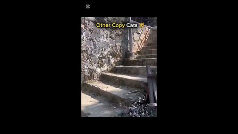 Other copy cats vs this 🐱🐱