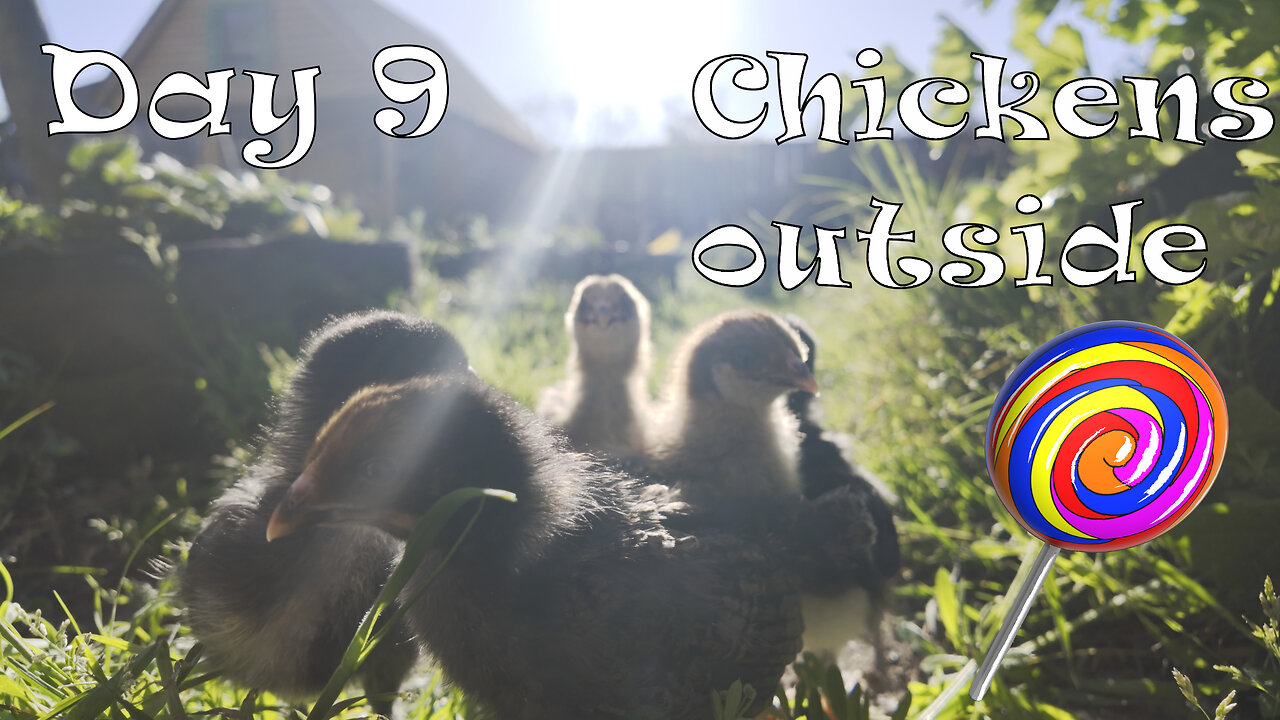 Let our baby chickens out for the first time