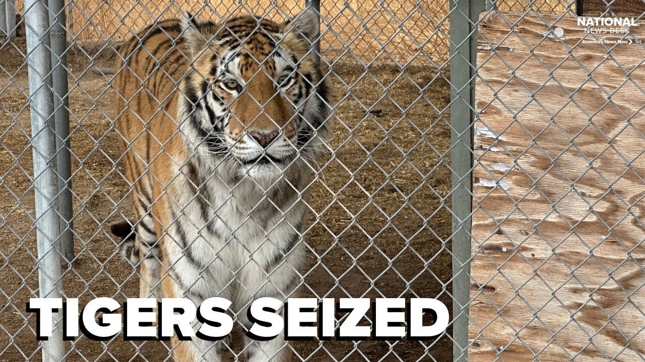 7 tigers seized from property in Nevada, man taken into custody