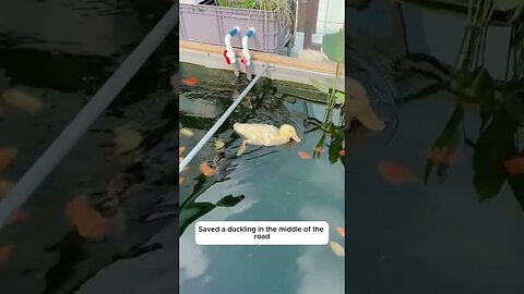 The guy saw a duck in the middle of the road and ran to him for help