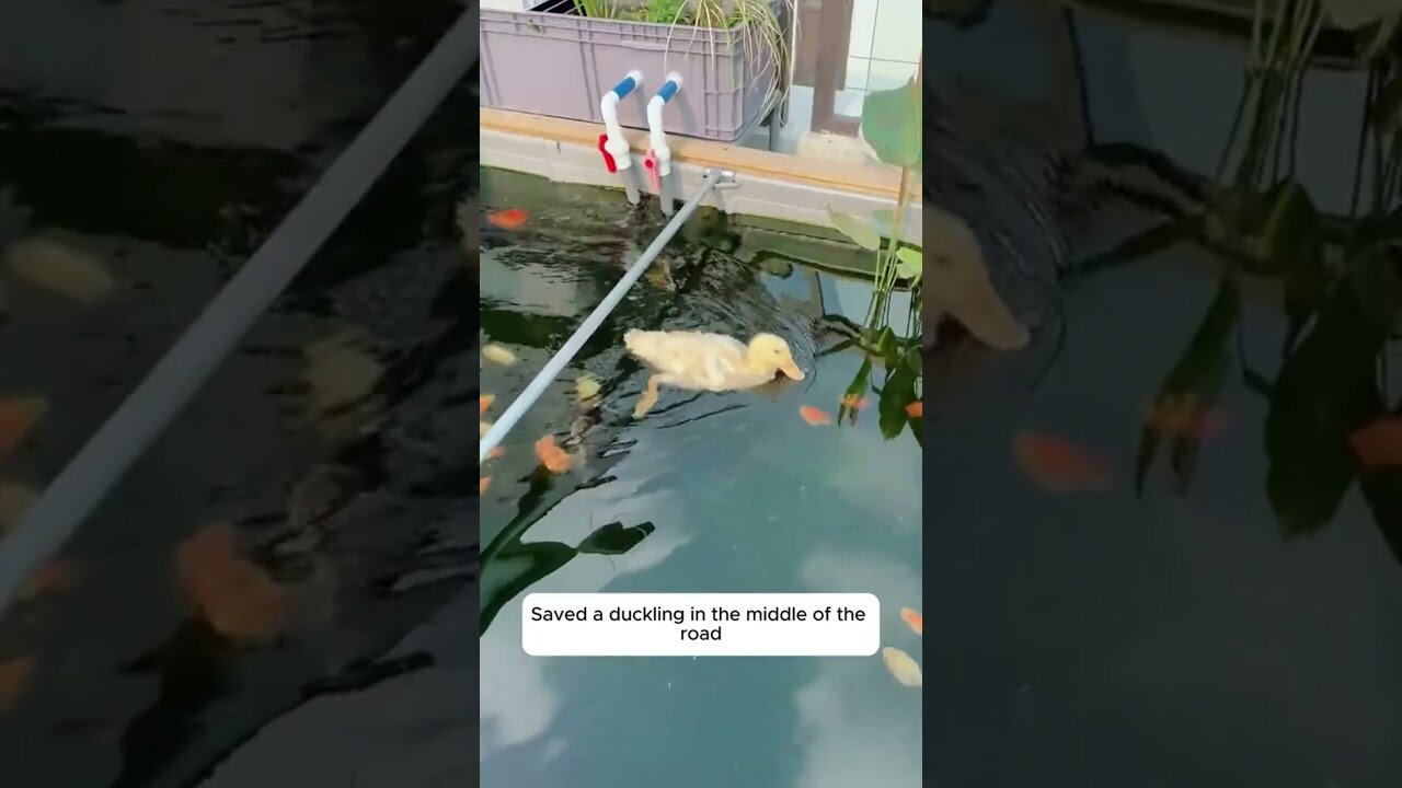 The guy saw a duck in the middle of the road and ran to him for help