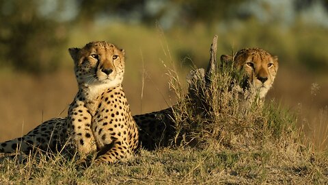 These Cheetahs Gave Us a Private Show in the Okavango Delta!