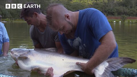 Tug-of-War With a 50-Kilo Giant Catfish | Fishing Impossible | BBC Earth Explore