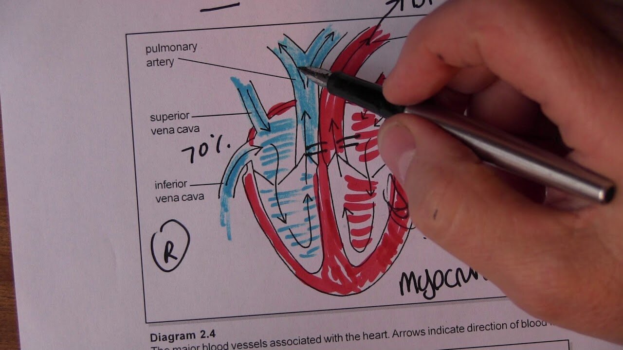 Cardiovascular System 3, Blood circulation