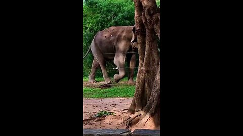 Wild Elephant Encounter near the Jungle #wildlife #srilanka
