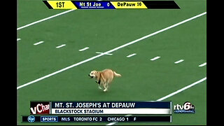 September 10, 2016 - Dog On the Football Field as DePauw Tops Mt. St. Joseph