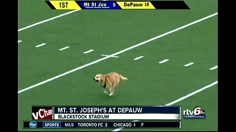 September 10, 2016 - Dog On the Football Field as DePauw Tops Mt. St. Joseph