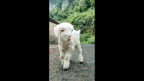 Goat and Baby